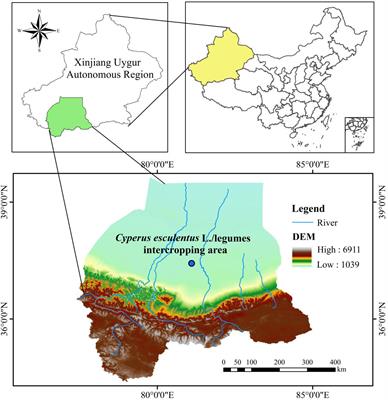 Effect of intercropping with legumes at different rates on the yield and soil physicochemical properties of Cyperus esculentus L. in arid land